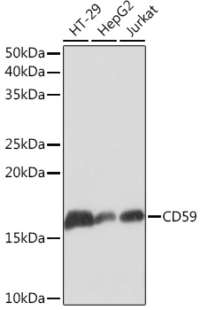 Western blot analysis of various lysates using CD59 Rabbit mAb at 1:1000 dilution.|Secondary antibody: HRP-conjugated Goat anti-Rabbit IgG (H+L) at 1:10000 dilution.|Lysates/proteins: 25μg per lane.|Blocking buffer: 3% nonfat dry milk in TBST.|Detection: ECL Basic Kit.|Exposure time: 1s.