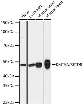 Western blot analysis of various lysates, using [KD Validated] KMT5A/SETD8 Rabbit mAb at 1:1000 dilution.|Secondary antibody: HRP-conjugated Goat anti-Rabbit IgG (H+L) at 1:10000 dilution.|Lysates/proteins: 25μg per lane.|Blocking buffer: 3% nonfat dry milk in TBST.|Detection: ECL Basic Kit.|Exposure time: 180s.