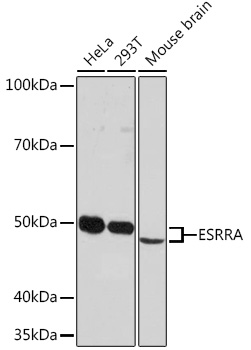 Western blot analysis of various lysates using ESRRA Rabbit mAb at 1:1000 dilution.|Secondary antibody: HRP-conjugated Goat anti-Rabbit IgG (H+L) at 1:10000 dilution.|Lysates/proteins: 25μg per lane.|Blocking buffer: 3% nonfat dry milk in TBST.|Detection: ECL Enhanced Kit.|Exposure time: 3min.