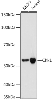 Western blot analysis of various lysates using Chk1 Rabbit mAb at 1:1000 dilution.|Secondary antibody: HRP-conjugated Goat anti-Rabbit IgG (H+L) at 1:10000 dilution.|Lysates/proteins: 25μg per lane.|Blocking buffer: 3% nonfat dry milk in TBST.|Detection: ECL Basic Kit.|Exposure time: 10s.