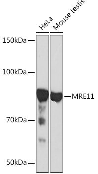 Western blot analysis of various lysates using MRE11 Rabbit mAb at 1:1000 dilution.|Secondary antibody: HRP-conjugated Goat anti-Rabbit IgG (H+L) at 1:10000 dilution.|Lysates/proteins: 25μg per lane.|Blocking buffer: 3% nonfat dry milk in TBST.|Detection: ECL Basic Kit.|Exposure time: 30s.