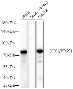 Western blot analysis of various lysates using COX1/PTGS1 Rabbit mAb at 1:1000 dilution incubated overnight at 4℃.|Secondary antibody: HRP-conjugated Goat anti-Rabbit IgG (H+L) at 1:10000 dilution.|Lysates/proteins: 25 μg per lane.|Blocking buffer: 3% nonfat dry milk in TBST.|Detection: ECL Basic Kit.|Negative control (NC): MOLT-4.|Exposure time: 10 s.