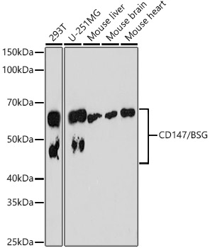 Western blot analysis of various lysates, using CD147/BSG Rabbit mAb at 1:1000 dilution.|Secondary antibody: HRP-conjugated Goat anti-Rabbit IgG (H+L) at 1:10000 dilution.|Lysates/proteins: 25μg per lane.|Blocking buffer: 3% nonfat dry milk in TBST.|Detection: ECL Basic Kit.|Exposure time: 180s.