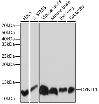 Western blot analysis of various lysates using DYNLL1 Rabbit mAb at 1:1000 dilution.|Secondary antibody: HRP-conjugated Goat anti-Rabbit IgG (H+L) at 1:10000 dilution.|Lysates/proteins: 25μg per lane.|Blocking buffer: 3% nonfat dry milk in TBST.|Detection: ECL Basic Kit.|Exposure time: 10s.