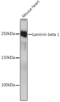Western blot analysis of lysates from Mouse heart, using Laminin beta 1 Rabbit mAb at 1:1000 dilution.|Secondary antibody: HRP-conjugated Goat anti-Rabbit IgG (H+L) at 1:10000 dilution.|Lysates/proteins: 25μg per lane.|Blocking buffer: 3% nonfat dry milk in TBST.|Detection: ECL Basic Kit.|Exposure time: 10s.