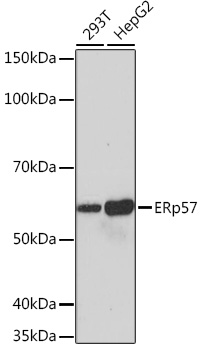 Western blot analysis of various lysates using ERp57 Rabbit mAb at 1:1000 dilution.|Secondary antibody: HRP-conjugated Goat anti-Rabbit IgG (H+L) at 1:10000 dilution.|Lysates/proteins: 25μg per lane.|Blocking buffer: 3% nonfat dry milk in TBST.|Detection: ECL Basic Kit.|Exposure time: 10s.