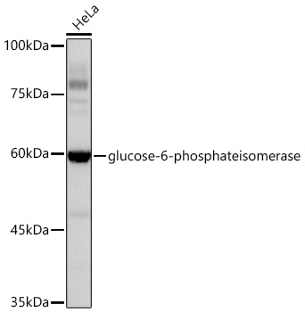 Western blot analysis of lysates from HeLa cells, using [KD Validated] glucose-6-phosphateisomerase Rabbit mAb at 1:1000 dilution.|Secondary antibody: HRP-conjugated Goat anti-Rabbit IgG (H+L) at 1:10000 dilution.|Lysates/proteins: 25μg per lane.|Blocking buffer: 3% nonfat dry milk in TBST.|Detection: ECL Basic Kit.|Exposure time: 60s.