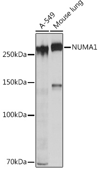 Western blot analysis of various lysates using NUMA1 Rabbit mAb at 1:1000 dilution.|Secondary antibody: HRP-conjugated Goat anti-Rabbit IgG (H+L) at 1:10000 dilution.|Lysates/proteins: 25 μg per lane.|Blocking buffer: 3% nonfat dry milk in TBST.|Detection: ECL Basic Kit.|Exposure time: 10s.