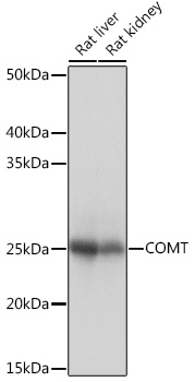 Western blot analysis of various lysates using COMT Rabbit mAb at 1:1000 dilution.|Secondary antibody: HRP-conjugated Goat anti-Rabbit IgG (H+L) at 1:10000 dilution.|Lysates/proteins: 25μg per lane.|Blocking buffer: 3% nonfat dry milk in TBST.|Detection: ECL Basic Kit.|Exposure time: 1s.