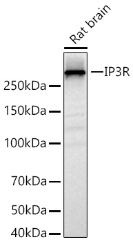 Western blot analysis of lysates from Rat brain using IP3R Rabbit mAb at 1:1000 dilution incubated overnight at 4℃.|Secondary antibody: HRP-conjugated Goat anti-Rabbit IgG (H+L) at 1:10000 dilution.|Lysates/proteins: 25 μg per lane.|Blocking buffer: 3% nonfat dry milk in TBST.|Detection: ECL Basic Kit.|Exposure time: 45s.