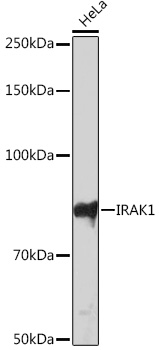 Western blot analysis of lysates from HeLa cells, using IRAK1 Rabbit mAb at 1:1000 dilution.|Secondary antibody: HRP-conjugated Goat anti-Rabbit IgG (H+L) at 1:10000 dilution.|Lysates/proteins: 25μg per lane.|Blocking buffer: 3% nonfat dry milk in TBST.|Detection: ECL Basic Kit.|Exposure time: 3min.