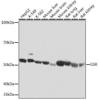 Western blot analysis of various lysates using GSR Rabbit mAb at 1:1000 dilution.|Secondary antibody: HRP-conjugated Goat anti-Rabbit IgG (H+L) at 1:10000 dilution.|Lysates/proteins: 25μg per lane.|Blocking buffer: 3% nonfat dry milk in TBST.|Detection: ECL Basic Kit.|Exposure time: 10s.