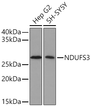 Western blot analysis of various lysates using NDUFS3 Rabbit mAb at 1:1000 dilution incubated overnight at 4℃.|Secondary antibody: HRP-conjugated Goat anti-Rabbit IgG (H+L) at 1:10000 dilution.|Lysates/proteins: 25 μg per lane.|Blocking buffer: 3% nonfat dry milk in TBST.|Detection: ECL Basic Kit.|Exposure time: 10s.