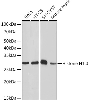 Western blot analysis of various lysates using Histone H1.0 Rabbit mAb at 1:1000 dilution.|Secondary antibody: HRP-conjugated Goat anti-Rabbit IgG (H+L) at 1:10000 dilution.|Lysates/proteins: 25μg per lane.|Blocking buffer: 3% nonfat dry milk in TBST.|Detection: ECL Basic Kit.|Exposure time: 10s.