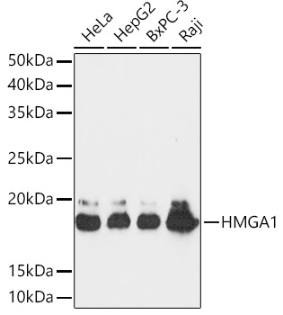 Western blot analysis of various lysates using HMGA1 Rabbit mAb at 1:1000 dilution.|Secondary antibody: HRP-conjugated Goat anti-Rabbit IgG (H+L) at 1:10000 dilution.|Lysates/proteins: 25μg per lane.|Blocking buffer: 3% nonfat dry milk in TBST.|Detection: ECL Basic Kit.|Exposure time: 30s.