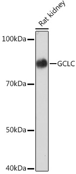 Western blot analysis of lysates from Rat kidney, using GCLC Rabbit mAb at 1:1000 dilution.|Secondary antibody: HRP-conjugated Goat anti-Rabbit IgG (H+L) at 1:10000 dilution.|Lysates/proteins: 25μg per lane.|Blocking buffer: 3% nonfat dry milk in TBST.|Detection: ECL Basic Kit.|Exposure time: 3min.