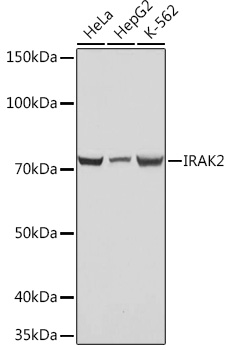 Western blot analysis of various lysates using IRAK2 Rabbit mAb at 1:1000 dilution.|Secondary antibody: HRP-conjugated Goat anti-Rabbit IgG (H+L) at 1:10000 dilution.|Lysates/proteins: 25μg per lane.|Blocking buffer: 3% nonfat dry milk in TBST.|Detection: ECL Basic Kit.|Exposure time: 1s.