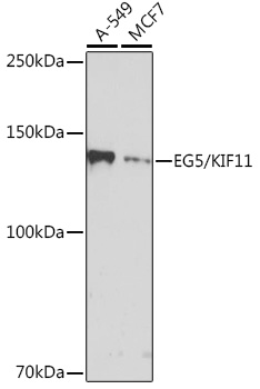 Western blot analysis of various lysates using EG5/KIF11 Rabbit mAb at 1:1000 dilution.|Secondary antibody: HRP-conjugated Goat anti-Rabbit IgG (H+L) at 1:10000 dilution.|Lysates/proteins: 25μg per lane.|Blocking buffer: 3% nonfat dry milk in TBST.|Detection: ECL Basic Kit.|Exposure time: 30s.
