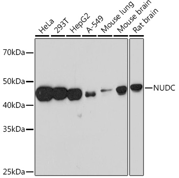 Western blot analysis of various lysates, using NUDC Rabbit mAb at 1:1000 dilution.|Secondary antibody: HRP-conjugated Goat anti-Rabbit IgG (H+L) at 1:10000 dilution.|Lysates/proteins: 25μg per lane.|Blocking buffer: 3% nonfat dry milk in TBST.|Detection: ECL Basic Kit.|Exposure time: 90s.