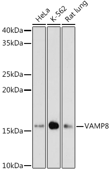 Western blot analysis of various lysates using VAMP8 Rabbit mAb at 1:1000 dilution.|Secondary antibody: HRP-conjugated Goat anti-Rabbit IgG (H+L) at 1:10000 dilution.|Lysates/proteins: 25μg per lane.|Blocking buffer: 3% nonfat dry milk in TBST.|Detection: ECL Basic Kit.|Exposure time: 180s.