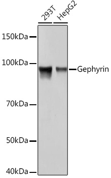 Western blot analysis of various lysates using Gephyrin Rabbit mAb at 1:1000 dilution.|Secondary antibody: HRP-conjugated Goat anti-Rabbit IgG (H+L) at 1:10000 dilution.|Lysates/proteins: 25μg per lane.|Blocking buffer: 3% nonfat dry milk in TBST.|Detection: ECL Basic Kit.|Exposure time: 10s.