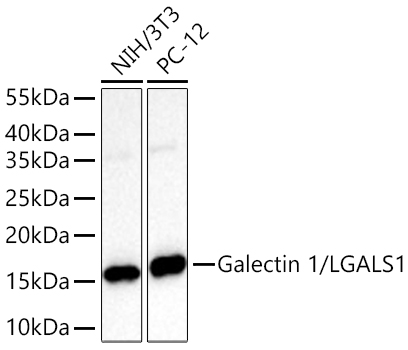 Western blot analysis of various lysates using Galectin 1/LGALS1 Rabbit mAb at 1:1000 dilution incubated overnight at 4℃.|Secondary antibody: HRP-conjugated Goat anti-Rabbit IgG (H+L) at 1:10000 dilution.|Lysates/proteins: 25 μg per lane.|Blocking buffer: 3% nonfat dry milk in TBST.|Detection: ECL Basic Kit.|Exposure time: 1s.