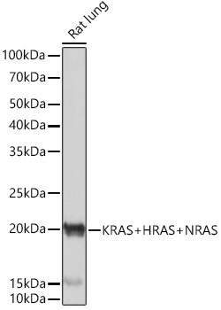 Western blot analysis of lysates from Rat lung, using KRAS+HRAS+NRAS Rabbit mAb at 1:1000 dilution.|Secondary antibody: HRP-conjugated Goat anti-Rabbit IgG (H+L) at 1:10000 dilution.|Lysates/proteins: 25μg per lane.|Blocking buffer: 3% nonfat dry milk in TBST.|Detection: ECL Basic Kit.|Exposure time: 1s.