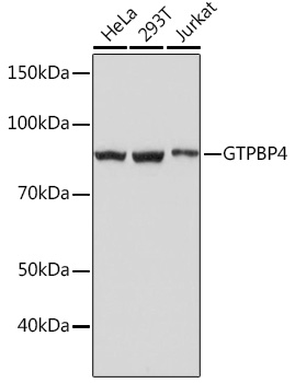 Western blot analysis of various lysates using GTPBP4 Rabbit mAb at 1:1000 dilution.|Secondary antibody: HRP-conjugated Goat anti-Rabbit IgG (H+L) at 1:10000 dilution.|Lysates/proteins: 25μg per lane.|Blocking buffer: 3% nonfat dry milk in TBST.|Detection: ECL Basic Kit.|Exposure time: 1s.