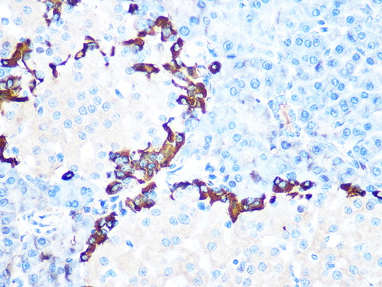 Immunohistochemistry analysis of paraffin-embedded Rat pancreas tissue using GLP-1 Rabbit mAb at a dilution of 1:100 (40x lens). Microwave antigen retrieval performed with 0.01M PBS Buffer (pH 7.2) prior to IHC staining.