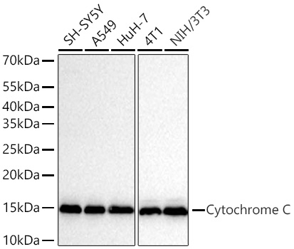 Western blot analysis of various lysates using Cytochrome C Rabbit mAb at 1:5000 dilution incubated at room temperature for 1.5 hours.|Secondary antibody: HRP-conjugated Goat anti-Rabbit IgG (H+L) at 1:10000 dilution.|Lysates/proteins: 25 μg per lane.|Blocking buffer: 3% nonfat dry milk in TBST.|Detection: ECL Basic Kit.|Exposure time: 20s.
