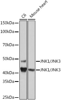 Western blot analysis of various lysates using JNK1/JNK3 Rabbit mAb at 1:1000 dilution.|Secondary antibody: HRP-conjugated Goat anti-Rabbit IgG (H+L) at 1:10000 dilution.|Lysates/proteins: 25μg per lane.|Blocking buffer: 3% nonfat dry milk in TBST.|Detection: ECL Basic Kit.|Exposure time: 1min.