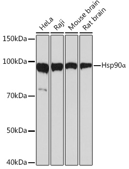 Western blot analysis of various lysates using Hsp90α Rabbit mAb at 1:1000 dilution.|Secondary antibody: HRP-conjugated Goat anti-Rabbit IgG (H+L) at 1:10000 dilution.|Lysates/proteins: 25μg per lane.|Blocking buffer: 3% nonfat dry milk in TBST.|Detection: ECL Basic Kit.|Exposure time: 3s.