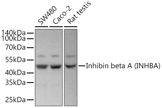 Western blot analysis of various lysates using Inhibin beta A (INHBA) Rabbit mAb at 1:5000 dilution incubated overnight at 4℃.|Secondary antibody: HRP-conjugated Goat anti-Rabbit IgG (H+L) at 1:10000 dilution.|Lysates/proteins: 25 μg per lane.|Blocking buffer: 3% nonfat dry milk in TBST.|Detection: ECL Basic Kit.|Exposure time: 10 s.