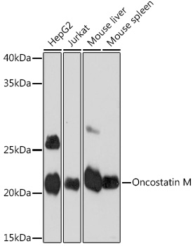 Western blot analysis of various lysates using Oncostatin M Rabbit mAb at 1:1000 dilution.|Secondary antibody: HRP-conjugated Goat anti-Rabbit IgG (H+L) at 1:10000 dilution.|Lysates/proteins: 25μg per lane.|Blocking buffer: 3% nonfat dry milk in TBST.|Detection: ECL Basic Kit.|Exposure time: 1s.
