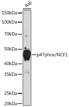 Western blot analysis of lysates from Raji cells, using p47phox/NCF1 Rabbit mAb at 1:1000 dilution.|Secondary antibody: HRP-conjugated Goat anti-Rabbit IgG (H+L) at 1:10000 dilution.|Lysates/proteins: 25μg per lane.|Blocking buffer: 3% nonfat dry milk in TBST.|Detection: ECL Basic Kit.|Exposure time: 60s.