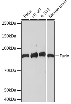 Western blot analysis of various lysates using Furin Rabbit mAb at 1:1000 dilution.|Secondary antibody: HRP-conjugated Goat anti-Rabbit IgG (H+L) at 1:10000 dilution.|Lysates/proteins: 25μg per lane.|Blocking buffer: 3% nonfat dry milk in TBST.|Detection: ECL Basic Kit.|Exposure time: 90s.