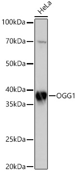 Western blot analysis of lysates from HeLa cells using OGG1 Rabbit mAb at 1:1000 dilution incubated overnight at 4℃.|Secondary antibody: HRP-conjugated Goat anti-Rabbit IgG (H+L) at 1:10000 dilution.|Lysates/proteins: 25 μg per lane.|Blocking buffer: 3% nonfat dry milk in TBST.|Detection: ECL Basic Kit.|Exposure time: 1 s.