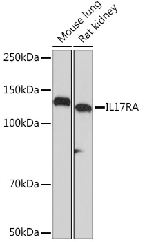 Western blot analysis of various lysates using IL17RA Rabbit mAb at 1:1000 dilution.|Secondary antibody: HRP-conjugated Goat anti-Rabbit IgG (H+L) at 1:10000 dilution.|Lysates/proteins: 25μg per lane.|Blocking buffer: 3% nonfat dry milk in TBST.|Detection: ECL Basic Kit.|Exposure time: 10s.