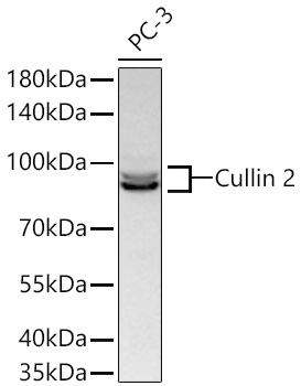 Western blot analysis of lysates from PC-3 cells using Cullin 2 Rabbit mAb at 1:1000 dilution incubated at room temperature for 1.5 hours.|Secondary antibody: HRP-conjugated Goat anti-Rabbit IgG (H+L) at 1:10000 dilution.|Lysates/proteins: 25 μg per lane.|Blocking buffer: 3% nonfat dry milk in TBST.|Detection: ECL Basic Kit.|Exposure time: 30 s.