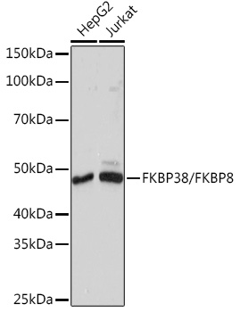 Western blot analysis of various lysates using FKBP38/FKBP8 Rabbit mAb at 1:1000 dilution.|Secondary antibody: HRP-conjugated Goat anti-Rabbit IgG (H+L) at 1:10000 dilution.|Lysates/proteins: 25μg per lane.|Blocking buffer: 3% nonfat dry milk in TBST.|Detection: ECL Basic Kit.|Exposure time: 10s.