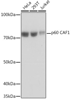 Western blot analysis of various lysates using p60 CAF1 Rabbit mAb at 1:1000 dilution.|Secondary antibody: HRP-conjugated Goat anti-Rabbit IgG (H+L) at 1:10000 dilution.|Lysates/proteins: 25μg per lane.|Blocking buffer: 3% nonfat dry milk in TBST.|Detection: ECL Basic Kit.|Exposure time: 1s.
