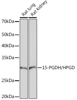 Western blot analysis of various lysates using 15-PGDH/HPGD Rabbit mAb at 1:1000 dilution.|Secondary antibody: HRP-conjugated Goat anti-Rabbit IgG (H+L) at 1:10000 dilution.|Lysates/proteins: 25μg per lane.|Blocking buffer: 3% nonfat dry milk in TBST.|Detection: ECL Basic Kit.|Exposure time: 90s.
