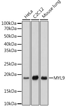 Western blot analysis of various lysates using MYL9 Rabbit mAb at 1:1000 dilution.|Secondary antibody: HRP-conjugated Goat anti-Rabbit IgG (H+L) at 1:10000 dilution.|Lysates/proteins: 25μg per lane.|Blocking buffer: 3% nonfat dry milk in TBST.|Detection: ECL Basic Kit.|Exposure time: 10s.