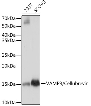 Western blot analysis of various lysates using VAMP3/VAMP3/Cellubrevin Rabbit mAb at 1:1000 dilution.|Secondary antibody: HRP-conjugated Goat anti-Rabbit IgG (H+L) at 1:10000 dilution.|Lysates/proteins: 25μg per lane.|Blocking buffer: 3% nonfat dry milk in TBST.|Detection: ECL Basic Kit.|Exposure time: 1s.