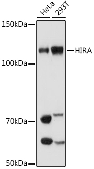Western blot analysis of various lysates using HIRA Rabbit mAb at 1:1000 dilution.|Secondary antibody: HRP-conjugated Goat anti-Rabbit IgG (H+L) at 1:10000 dilution.|Lysates/proteins: 25μg per lane.|Blocking buffer: 3% nonfat dry milk in TBST.|Detection: ECL Basic Kit.|Exposure time: 180s.