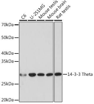 Western blot analysis of various lysates using 14-3-3 Theta Rabbit mAb at 1:1000 dilution.|Secondary antibody: HRP-conjugated Goat anti-Rabbit IgG (H+L) at 1:10000 dilution.|Lysates/proteins: 25μg per lane.|Blocking buffer: 3% nonfat dry milk in TBST.|Detection: ECL Basic Kit.|Exposure time: 10s.