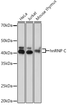 Western blot analysis of various lysates using hnRNP C Rabbit mAb at 1:1000 dilution.|Secondary antibody: HRP-conjugated Goat anti-Rabbit IgG (H+L) at 1:10000 dilution.|Lysates/proteins: 25μg per lane.|Blocking buffer: 3% nonfat dry milk in TBST.|Detection: ECL Basic Kit.|Exposure time: 3s.