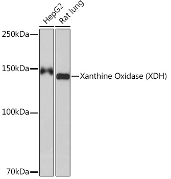 Western blot analysis of various lysates using Xanthine Oxidase (XDH) Rabbit mAb at 1:1000 dilution.|Secondary antibody: HRP-conjugated Goat anti-Rabbit IgG (H+L) at 1:10000 dilution.|Lysates/proteins: 25μg per lane.|Blocking buffer: 3% nonfat dry milk in TBST.|Detection: ECL Basic Kit.|Exposure time: 60s.