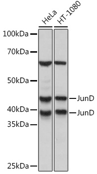 Western blot analysis of various lysates using JunD Rabbit mAb at 1:1000 dilution.|Secondary antibody: HRP-conjugated Goat anti-Rabbit IgG (H+L) at 1:10000 dilution.|Lysates/proteins: 25μg per lane.|Blocking buffer: 3% nonfat dry milk in TBST.|Detection: ECL Basic Kit.|Exposure time: 3s.
