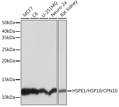 Western blot analysis of various lysates using HSPE1/HSP10/HSPE1/HSP10/CPN10 Rabbit mAb at 1:1000 dilution.|Secondary antibody: HRP-conjugated Goat anti-Rabbit IgG (H+L) at 1:10000 dilution.|Lysates/proteins: 25μg per lane.|Blocking buffer: 3% nonfat dry milk in TBST.|Detection: ECL Basic Kit.|Exposure time: 1s.
